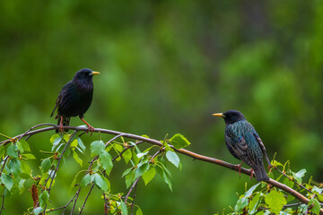 two starlings sitting on tree branches in spring park