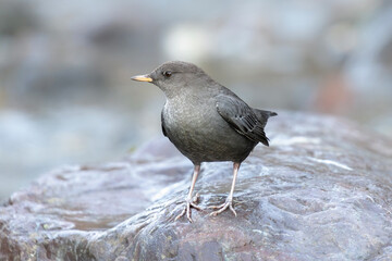 American dipper bird