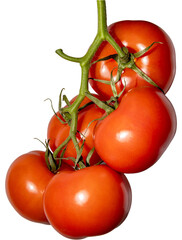 Large ripe red tomatoes on a vine. Vegetable harvest. PNG