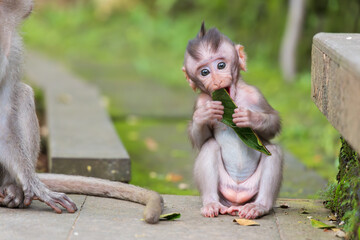 Ubud Indonesia 15 11 2025 - Baby monkey eating in a park surrounded by lush vegetation with other monkeys in Bali. © kalama