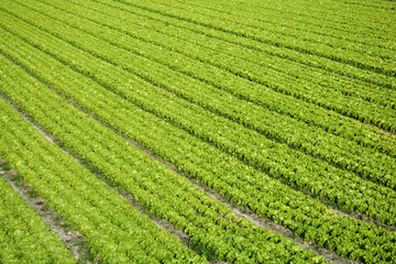 An overhead shot captures neat, parallel rows of vibrant green lettuce growing in a wide, fertile...
