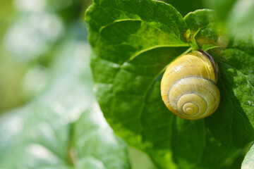 A bright yellow and white snail shell rests on the edge of a large, vibrant green leaf, captured in a close-up shot with a soft, blurred background