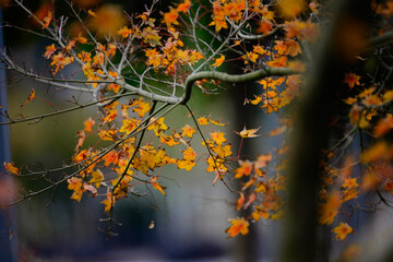 A peaceful and harmonious close-up of bright yellow and orange Japanese maple leaves in autumn, featuring a blurred botanical background. Perfect for mindfulness and eco-friendly design.
