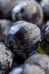 a branch of ripe beautiful blue grapes lying on the table covered with drops of water, wet fruits of pure blue grapes on a branch on the table