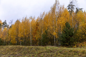 yellow foliage on young birches in the autumn season in cloudy weather, a completely cloudy sky in a forest with a large number of birches on which the foliage turns yellow