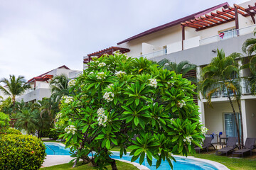 Fototapeta premium Beautiful view of plumeria tree with white flowers near resort pool and modern hotel buildings. Dominican Republic. Punta Cana. 
