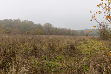 Fototapeta premium yellowed dry grass in a field in the autumn after a cold snap and frosts, autumn nature in a forest with various trees and shrubs and grass, foggy weather and a gray dim sky