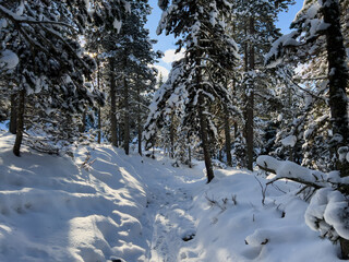 Winter forest path creating shadows in La Llagonne