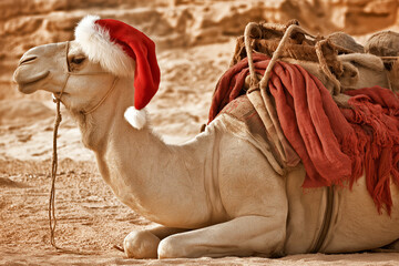 A photograph of a camel dressed as Santa Clauss on Christmas party background. 