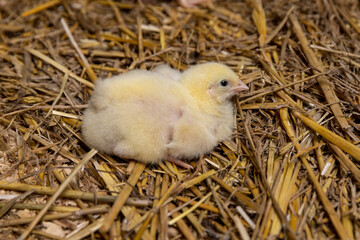 cute fluffy yellow chicken at a poultry farm for growing meat breeds, one chicken covered with yellow fluff on sawdust in the poultry farm building, the chickens are about three days old