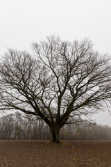 an old oak tree without leaves in the autumn season against the background of a gray sky in cloudy weather, autumn nature and the silhouette of an oak tree not illuminated by sunlight