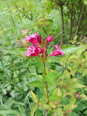 pink flower in the garden