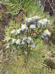 juniper berries tree branch with cones