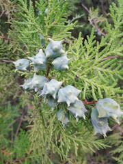 Obraz premium juniper berries tree branch with cones