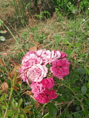 pink roses in garden