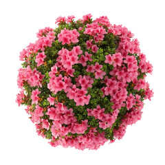 Top view of pink azalea bush, lush green leaves and delicate petals isolated on white or transparent background 