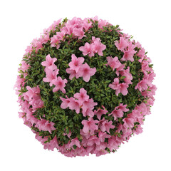 Top view of pink azalea bush, lush green leaves and delicate petals isolated on white or transparent background 