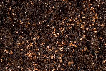 brown fertile soil with the addition of flax seeds to obtain a new crop, a large number of small brown flax seeds scattered on brown soil in the field to harvest flax for industrial use