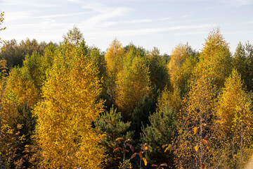Fototapeta premium colorful foliage of deciduous trees, yellow trees in the autumn season before sunset in the evening, beautiful foliage of trees before leaf fall