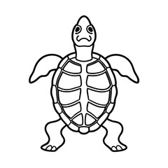 turtle skeleton