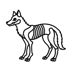 wolf skeleton