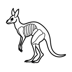 kangaroo skeleton