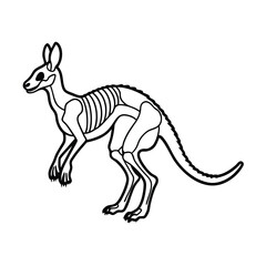 kangaroo skeleton © nurealom