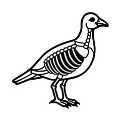 pigeon skeleton