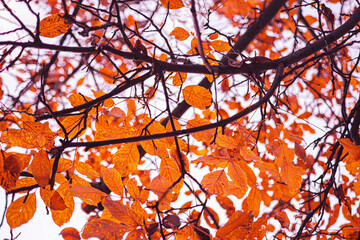 Vibrant orange autumn leaves cling tightly to complex, dark branches against a bright sky. Idea of the cycle of nature and life's death. Ideal for fall marketing. Selective focus.