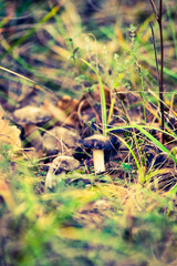 champignon