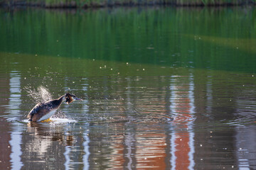 Close-up of a Great Crested Grebe swimming near reeds on the calm water of Volendam. The reeds and bird reflect in the green surface