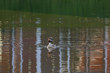 Close-up of a Great Crested Grebe swimming near reeds on the calm water of Volendam. The reeds and bird reflect in the green surface