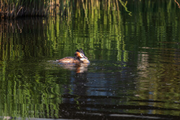 Close-up of a Great Crested Grebe swimming near reeds on the calm water of Volendam. The reeds and bird reflect in the green surface