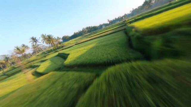 High-speed FPV drone flight skimming over a green ric field.