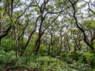 Forest in cape banks walking circuit