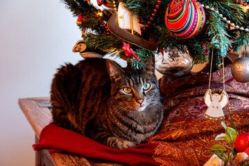 Cat under Christmas Tree © Simonetta