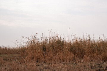 Hydrology of the Wetlands: Wave Propagation and Surface Tension Ripples in a Winding Mesopotamian Marsh Cha