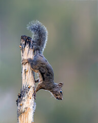 Obraz premium The western gray squirrel (Sciurus griseus) photo taken in Mosquito Flats, Eastern Seirra, California 