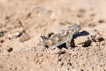 Phrynosoma, whose members are known as the horned lizards, horny toads, or horntoads, is a genus of North American lizards