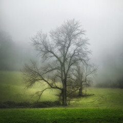 Dreamy landscape with a magnificent bare tree on a green meadow with fog in winter