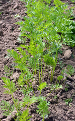 Carrots growing in open organic soil
