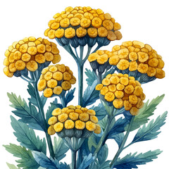 watercolor of Achillea Branch illustration graphic, isolated on a white background. © trovexa