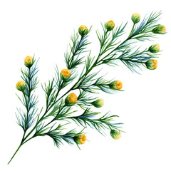 Achillea Branch, watercolor clipart showcasing whimsical details and harmonious color flow, isolated on a white background. © trovexa