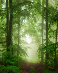 Painterly nature scenery with mist in a lush green forest. A beautiful atmospheric landscape with freshness, depth and magical mood