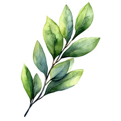 Acacia Branch, watercolor artwork with bold brush accents and dynamic composition, isolated on a white background.