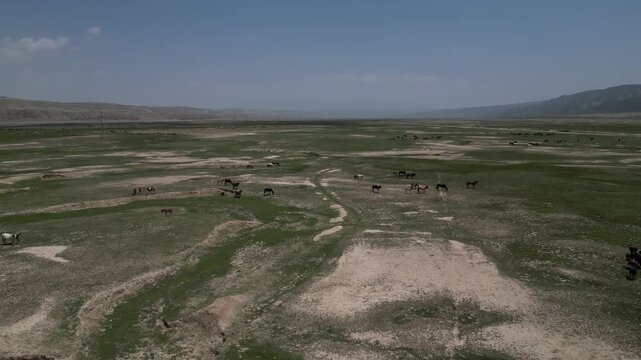 Horses Grazing in Vast Semi-Arid Valley Landscape in Kyrgyzstan