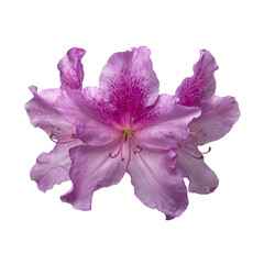 azalea flowers isolated on White or transparent background 