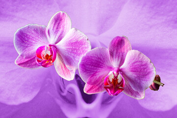 Orchideen