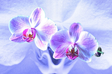 Obraz premium Orchideen