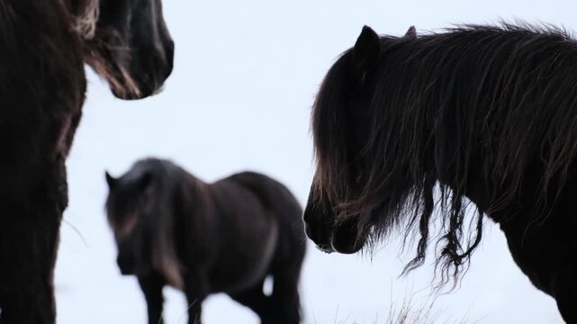 Capturing profile of horse with distant herd beneath gentle sky atmosphere